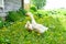 domestic geese on a green meadow. Summer green rural farm landscape. Geese in the grass, domestic bird, flock of geese