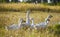 Domestic geese on a meadow. Fall rural farm landscape. Geese in the grass, domestic bird, flock of geese