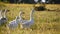 Domestic geese on a meadow. Fall rural farm landscape. Geese in the grass, domestic bird, flock of geese