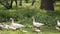 Domestic geese in the pond