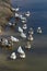 Domestic geese swim in the water. A flock of white beautiful geese in the river