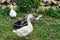 Domestic geese on village goose farm