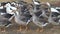 Domestic geese walking in a flock in a meadow