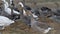 Domestic geese walking in a flock in a meadow