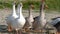 Domestic geese walking in a flock in a meadow