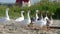 Domestic geese walking in a flock in a meadow