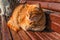 Domestic ginger cat resting on wooden bench in sunlight