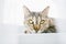 Domestic ginger tabby cat resting on windowsill.