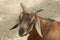 Domestic Goat