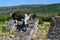 Domestic goat at ancient Jewish cemetery in Vadul liu Rascov in Moldova