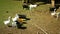 Domestic goat breed boer africa, pygmy. Farming bio organic ecological farm. Goats are used landscape grazing, goose