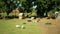 Domestic goat breed of boer africa, pygmy. Farming bio organic ecological farm Ouessant sheep. Goats landscape grazing