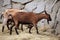 Domestic goat (Capra aegagrus hircus).