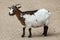 Domestic goat Capra aegagrus hircus.