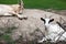 Domestic goat, Capra aegagrus hircus. Pets on the farm