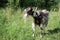 Domestic goat on a chain proudly chews grass