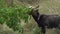 A domestic goat eats leaves from a bush in the pasture