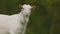 domestic goat grazes on the lawn