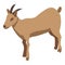 Domestic goat icon, isometric style