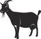 A domestic goat with milk udder. Vector image.
