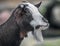 Domestic goat`s head 4