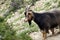 A domestic goat stands on a mountainside in Nepal.