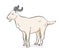 Domestic Goat Vector Illustration