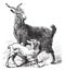 Domestic Goat vintage engraving