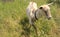 A domestic goat walks grazing on the grass.