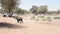 Domestic goats Capra aegagrus hircus walk and run across the hot desert sand and gravel looking for food in the desert