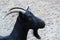 Domestic goats, farm animal
