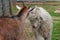 Domestic goats head butting in fight