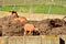 Domestic goats in a pen in the field