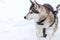 Domestic good-natured Siberian dog Husky on a winter walk in profile.