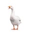 Domestic goose