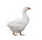 Domestic Goose