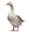 Domestic goose, Anser anser domesticus, isolated