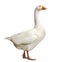 Domestic goose, Anser anser domesticus, standing, isolate