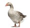 Domestic goose, Anser anser domesticus, standing and looking down