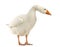 Domestic goose, Anser anser domesticus, standing and looking down