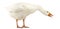 Domestic goose, Anser anser domesticus, standing and looking down