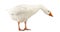 Domestic goose, Anser anser domesticus, standing and looking down