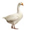 Domestic goose, Anser anser domesticus,standing and looking down