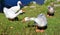 Domestic goose are domesticated grey geese