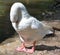 Domestic goose are domesticated grey geese