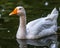 Domestic Goose enjoying Swim