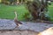 Domestic goose on a farm on Brazil