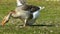 Domestic goose. A goose eating on meadow