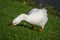 Domestic goose grazing on fresh grass