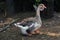 Domestic goose grazing in a meadow. Gray goose on grey field